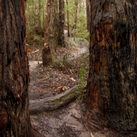 elisebufton_forrestmountainbikes-0295