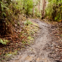 elisebufton_forrestmountainbikes-0451